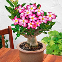 Adenium Flower seeds for Planting Fragrant Blossoms Heirloom & GMO Free Seeds for Home Garden
