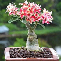 Adenium Obesum Flower Seeds – Pink & Yellow Blooms