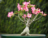Vibrant Adenium Arabicum seeds for long-lasting flowering
