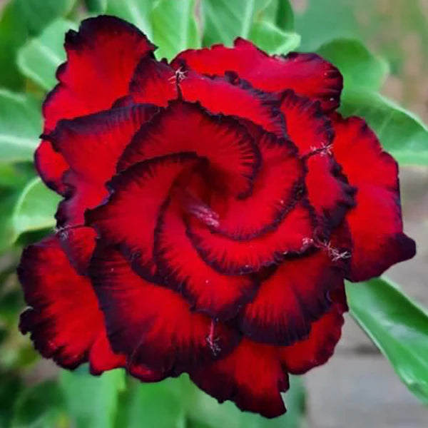 Black Red Adenium Obesum Flower seeds for Planting - Colorful Display, Heirloom & GMO Free Seeds for Home Garden
