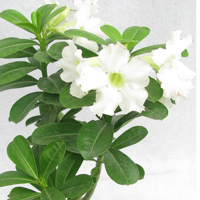 White Adenium Flower seeds for Planting - Colorful Display, Heirloom & GMO Free Seeds for Home Garden