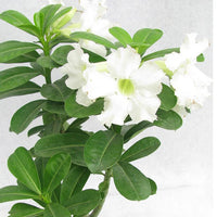 White Adenium Flower seeds for Planting - Colorful Display, Heirloom & GMO Free Seeds for Home Garden