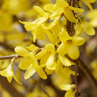 Yellow Forsythia Flower Seeds Planting Guide