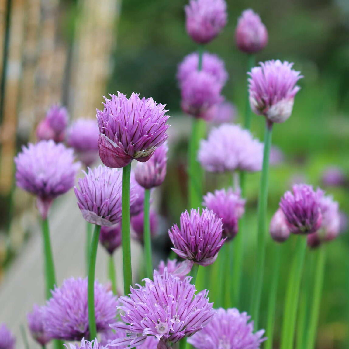 Rustic Ciboulette Flower Seeds – Heirloom Non-GMO, Seasonal Bloomer for Home Garden Planting