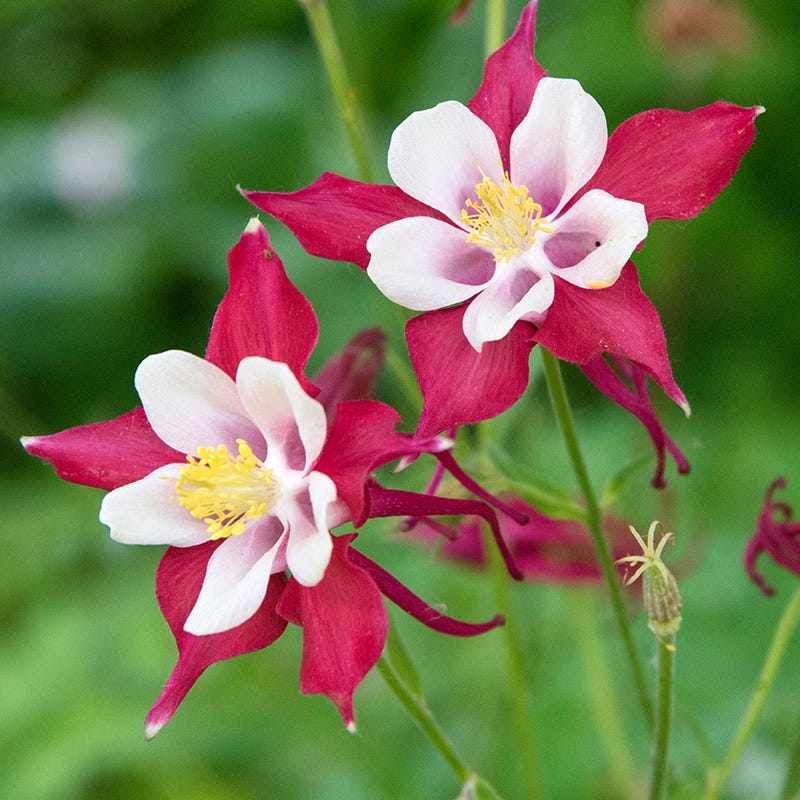 Columbine Flower seeds for Planting Easy to Grow Heirloom & GMO Free Seeds for Home Garden