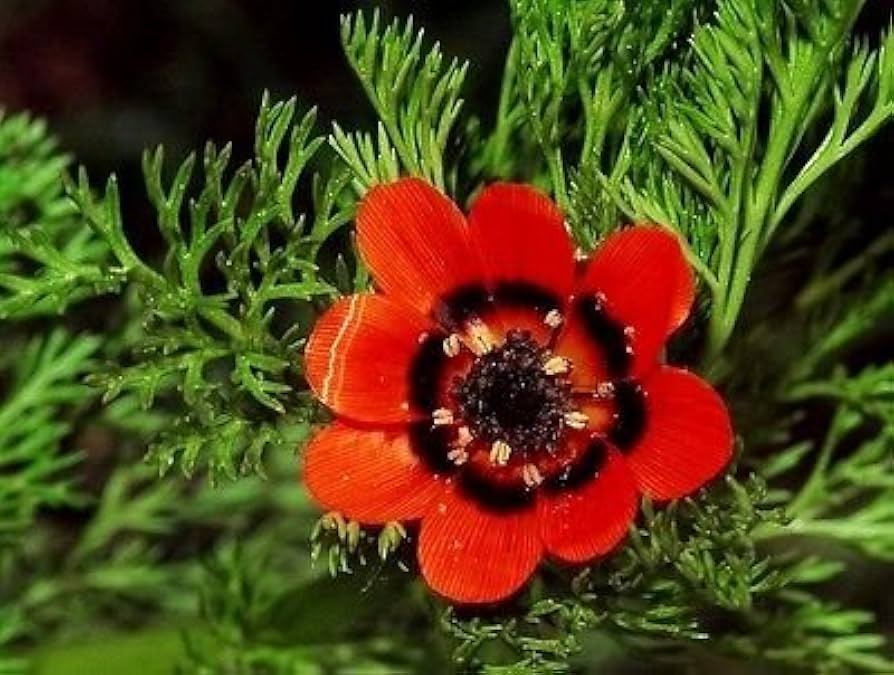Adonis Flowers Decorating Garden Borders