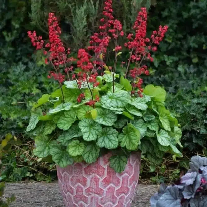 Red Coral Bells Flower seeds for Planting - Pollinator Friendly, Heirloom & GMO Free Seeds for Home Garden