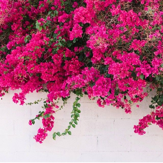 Brick Pink Bougainvillea Flower Seeds for Planting – Long Bloom Season Heirloom & NonGMO Seeds for Home Garden
 
 Sale