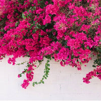 Brick Pink Bougainvillea Flower Seeds for Planting – Long Bloom Season Heirloom & NonGMO Seeds for Home Garden
 
 Sale