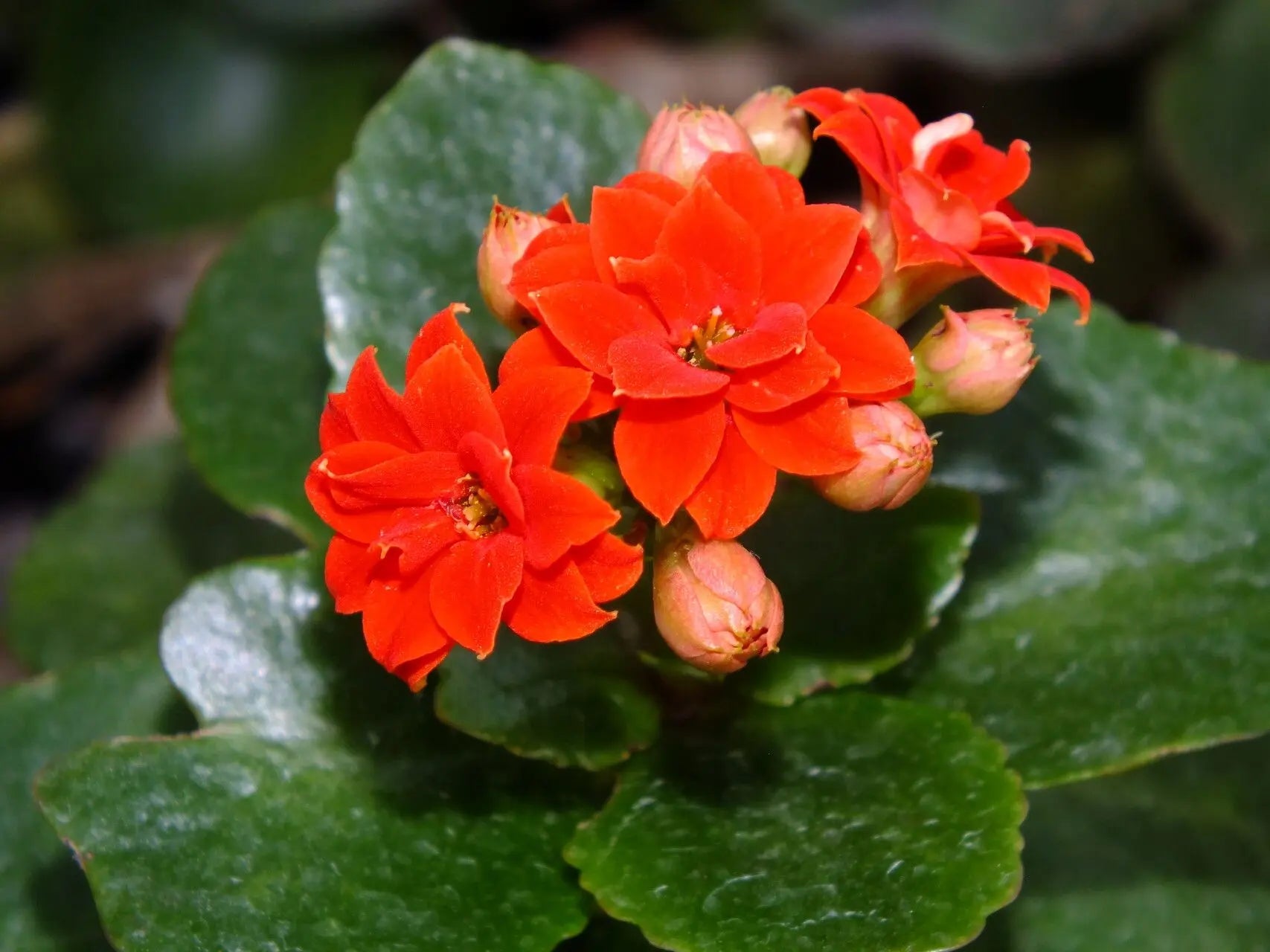 Kalanchoe Blossfeldiana Flower seeds for Planting - Long Bloom Season, Heirloom & GMO Free Seeds for Home Garden