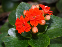 Kalanchoe Blossfeldiana Flower seeds for Planting - Long Bloom Season, Heirloom & GMO Free Seeds for Home Garden