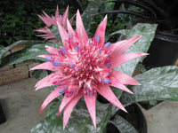 Pink Bromeliad Tillandsia Bulbosa Flower seeds for Planting - Seasonal Bloomer, Heirloom & GMO Free Seeds for Home Garden