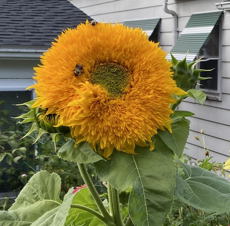 Yellow Honey Bear Flower seeds for Planting Easy to Grow Heirloom & GMO Free Seeds for Home Garden
 
 Sale