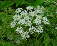 Aegopodium Podagraria Flower seeds for Planting Shade Tolerant Heirloom & GMO Free Seeds for Home Garden 
 
 Sale