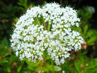 Aegopodium Podagraria Flower seeds for Planting Shade Tolerant Heirloom & GMO Free Seeds for Home Garden 
 
 Sale