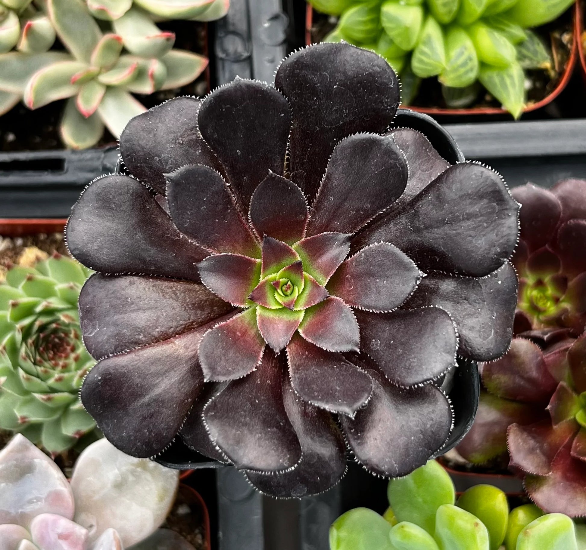 Aeonium Flower seeds for Planting Seasonal Bloomer Heirloom & GMO Free Seeds for Home Garden