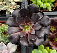 Aeonium Flower seeds for Planting Seasonal Bloomer Heirloom & GMO Free Seeds for Home Garden