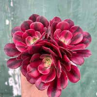 Red Purple Succulent Flower Seeds – Premium Quality Heirloom & NonGMO Seeds for Home Garden
 
 Sale