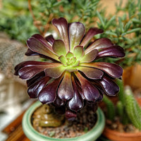 Arboreum Flower seeds for Planting Fragrant Blossoms Heirloom & GMO Free Seeds for Home Garden