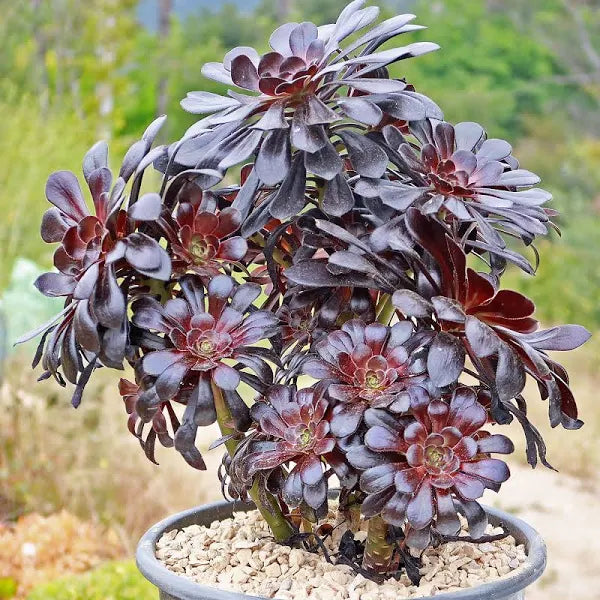 Aeonium Flower seeds for Planting Seasonal Bloomer Heirloom & GMO Free Seeds for Home Garden