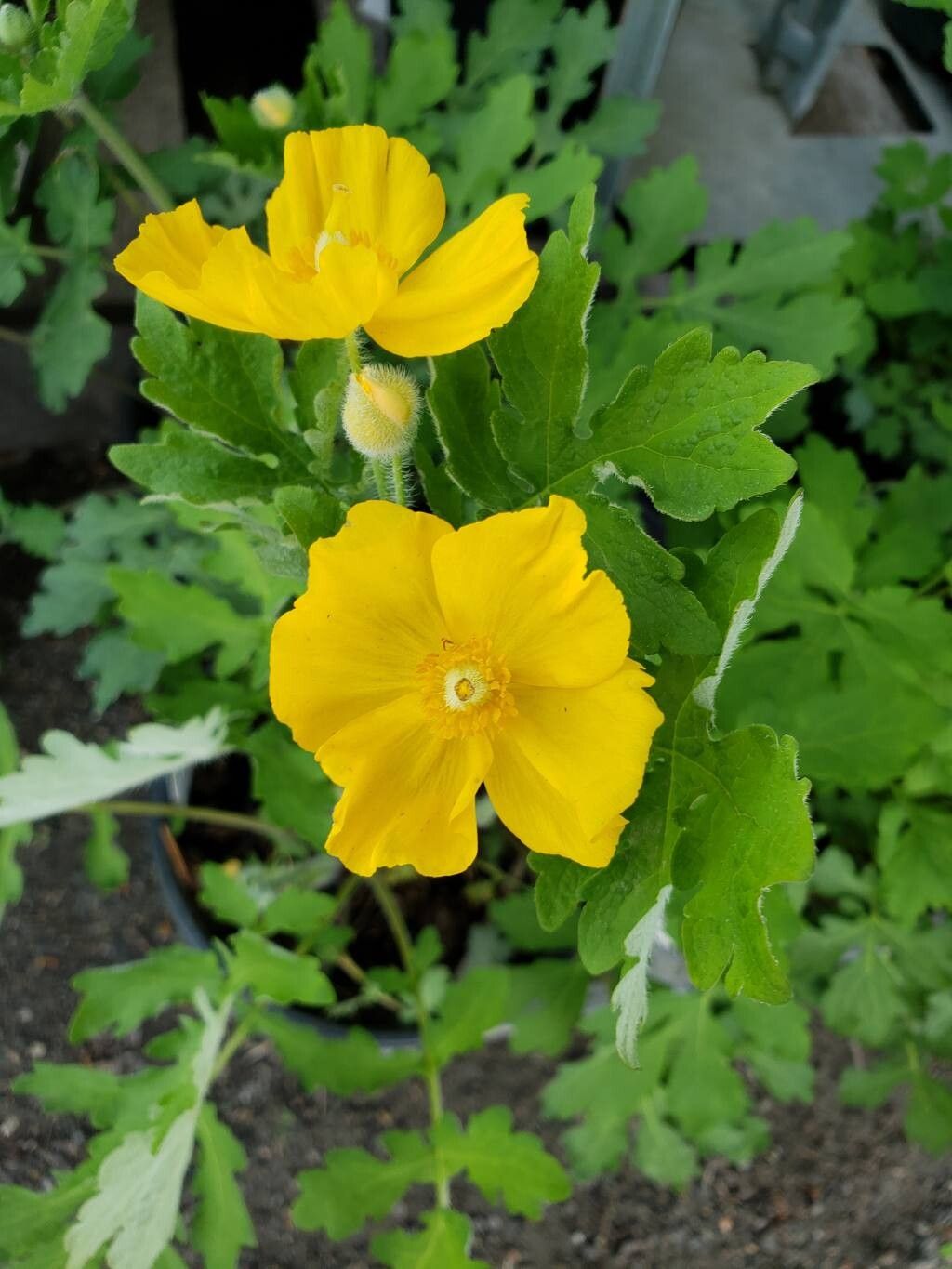 Stylophorum Lasiocarpum Flower seeds for Planting Fragrant Blossoms Heirloom & GMO Free Seeds for Home Garden