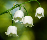 Convallaria Majalis Flower seeds for Planting Wildflower Mix Heirloom & GMO Free Seeds for Home Garden