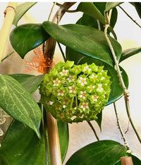 Green-Red Hoya Flower seeds for Planting - Long Bloom Season, Heirloom & GMO Free Seeds for Home Garden