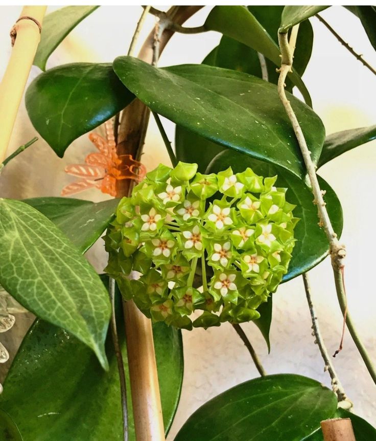 Green-Red Hoya Flower seeds for Planting - Long Bloom Season, Heirloom & GMO Free Seeds for Home Garden