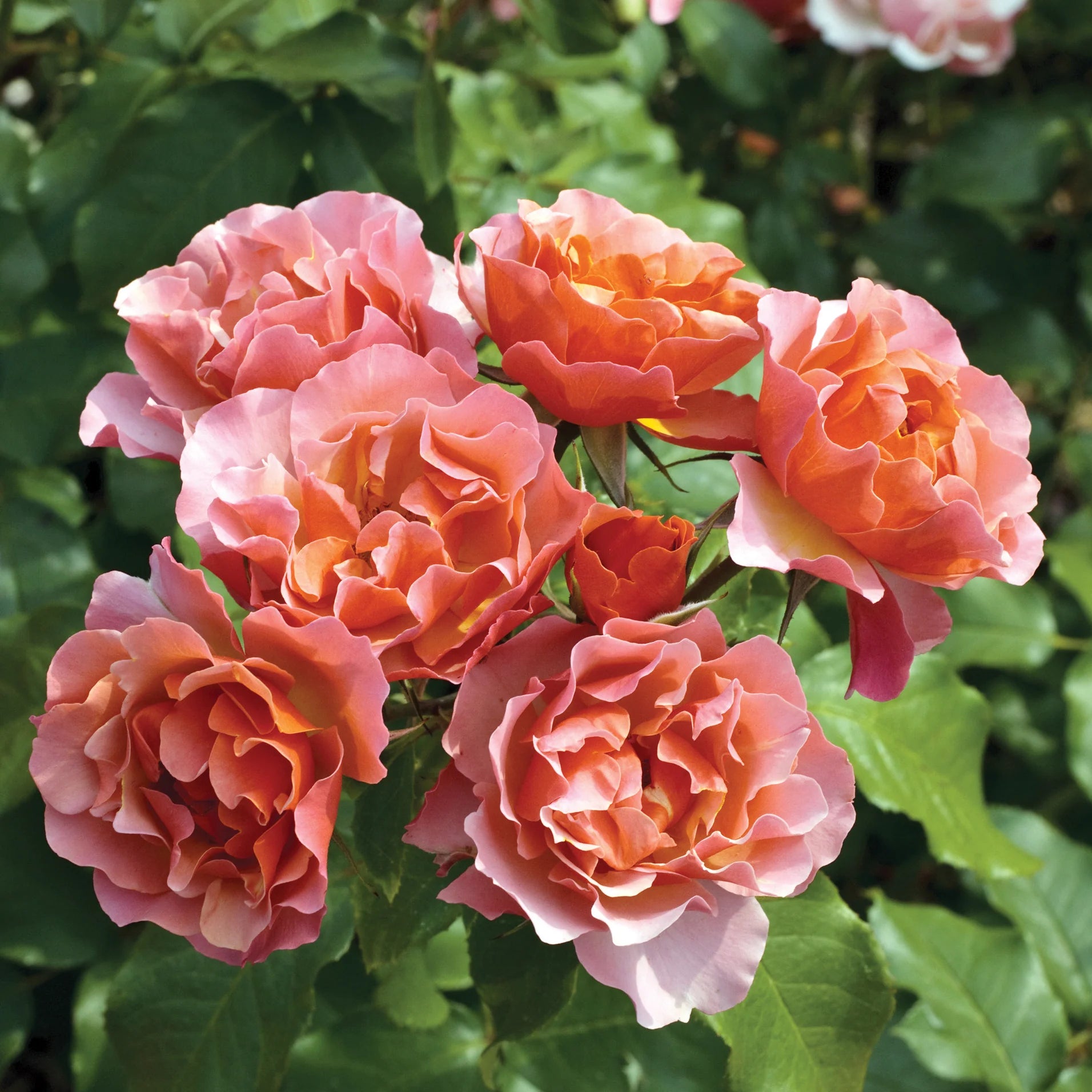 Supreme Rose Bush Flower seeds for Planting Cottage Garden Essential Heirloom & GMO Free Seeds for Home GardeN