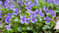Pink Blue Mini Violet Flower Seeds for Planting Cottage Garden Essential Heirloom & GMO Free Seeds for Home Garden
 
 Sale