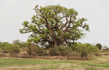 African Baobab Tree (Adansonia digitata) seeds for planting
