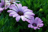 African Blue Eyed Daisy Seeds – Rare Osteospermum Flower