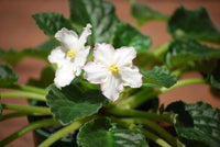 White African Violet Flower seeds for Planting - Fragrant Blossoms, Heirloom & GMO Free Seeds for Home Garden