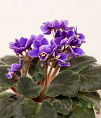 Blue Mini Violet Rare Flower Seeds for Planting Sun Loving Heirloom & GMO Free Seeds for Home Garden
 
 Sale