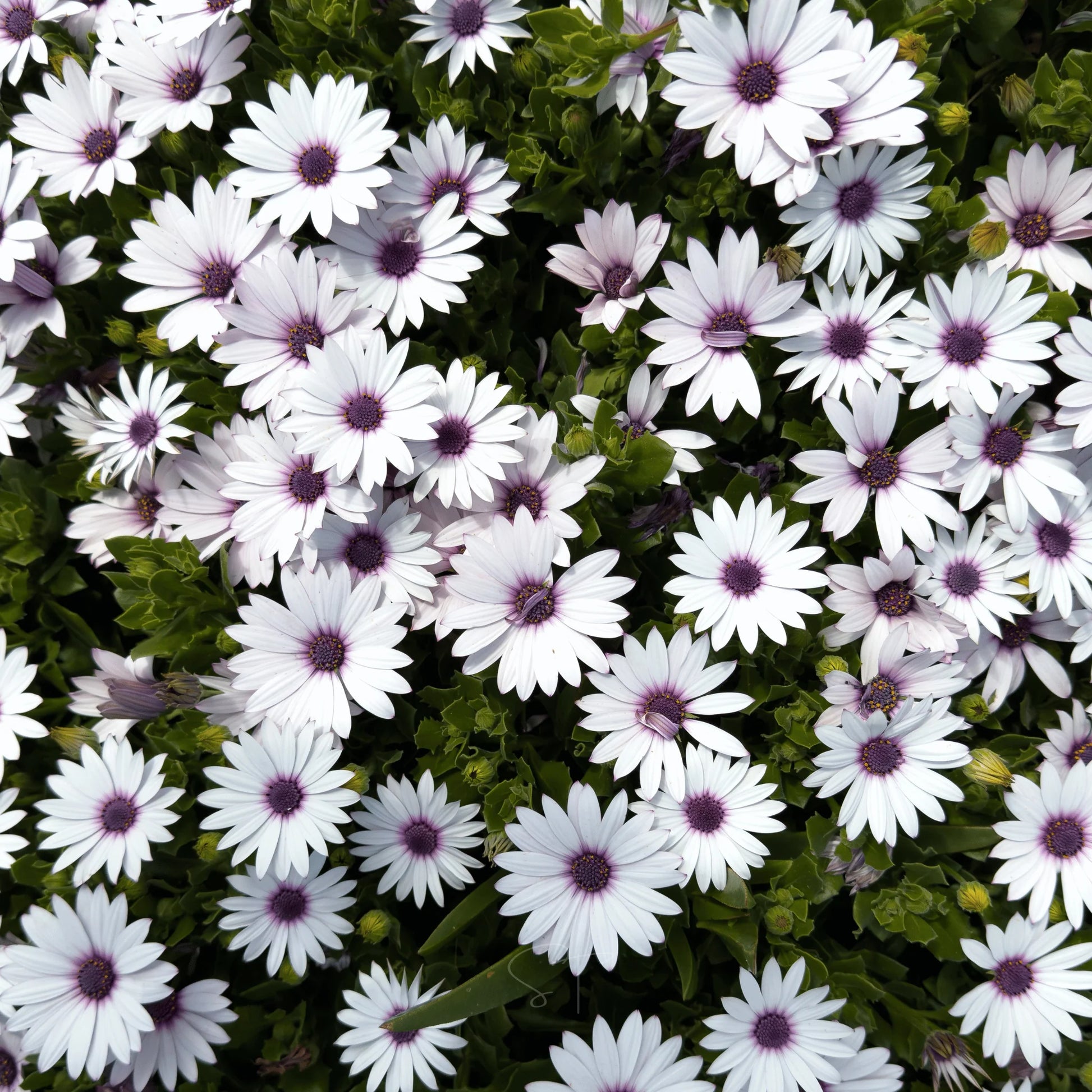 White Osteospermum Flower Seeds for Easy Planting
