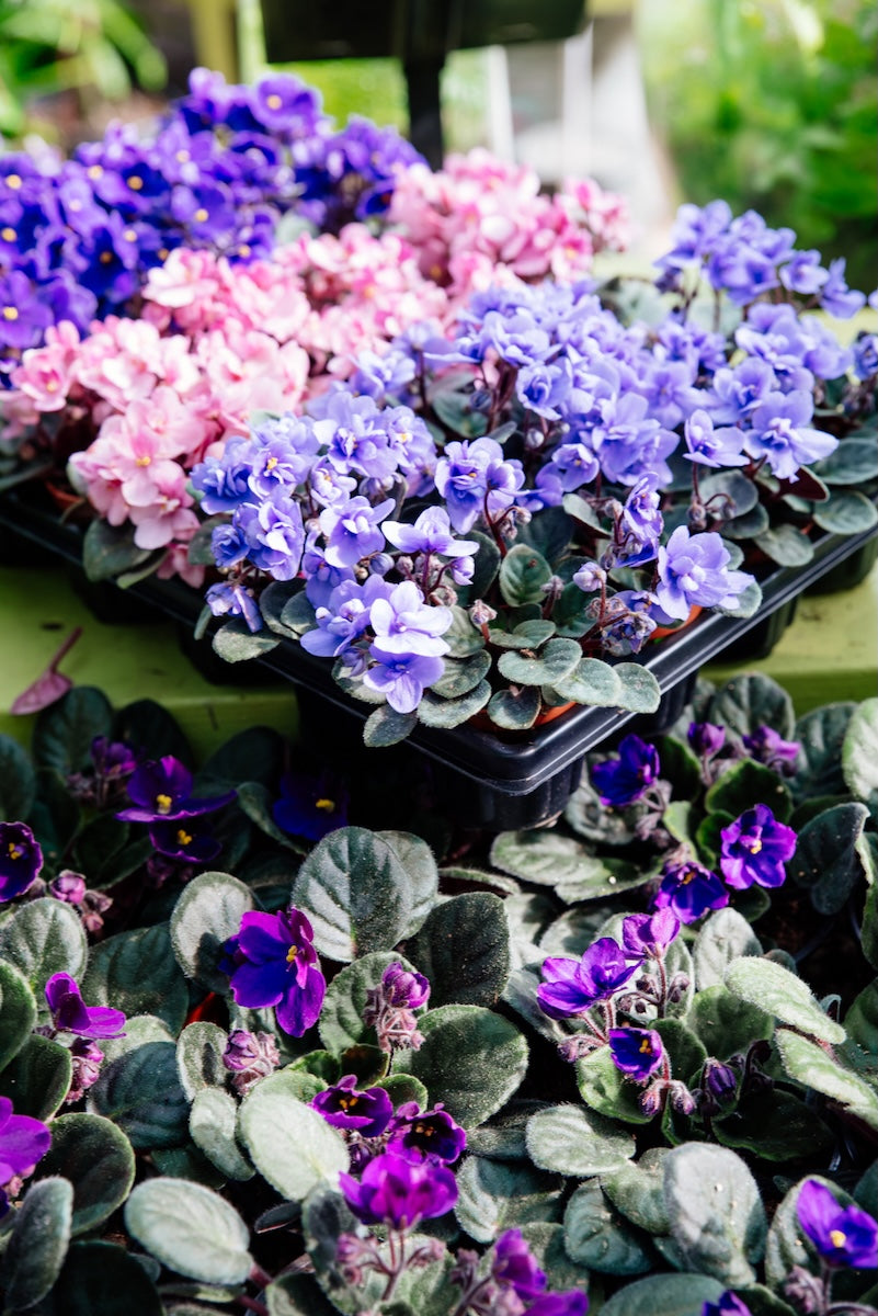 African Saintpaulia Flower Seeds - Flower seeds for Planting - Bright Blooms, Heirloom & GMO Free Seeds for Home Garden