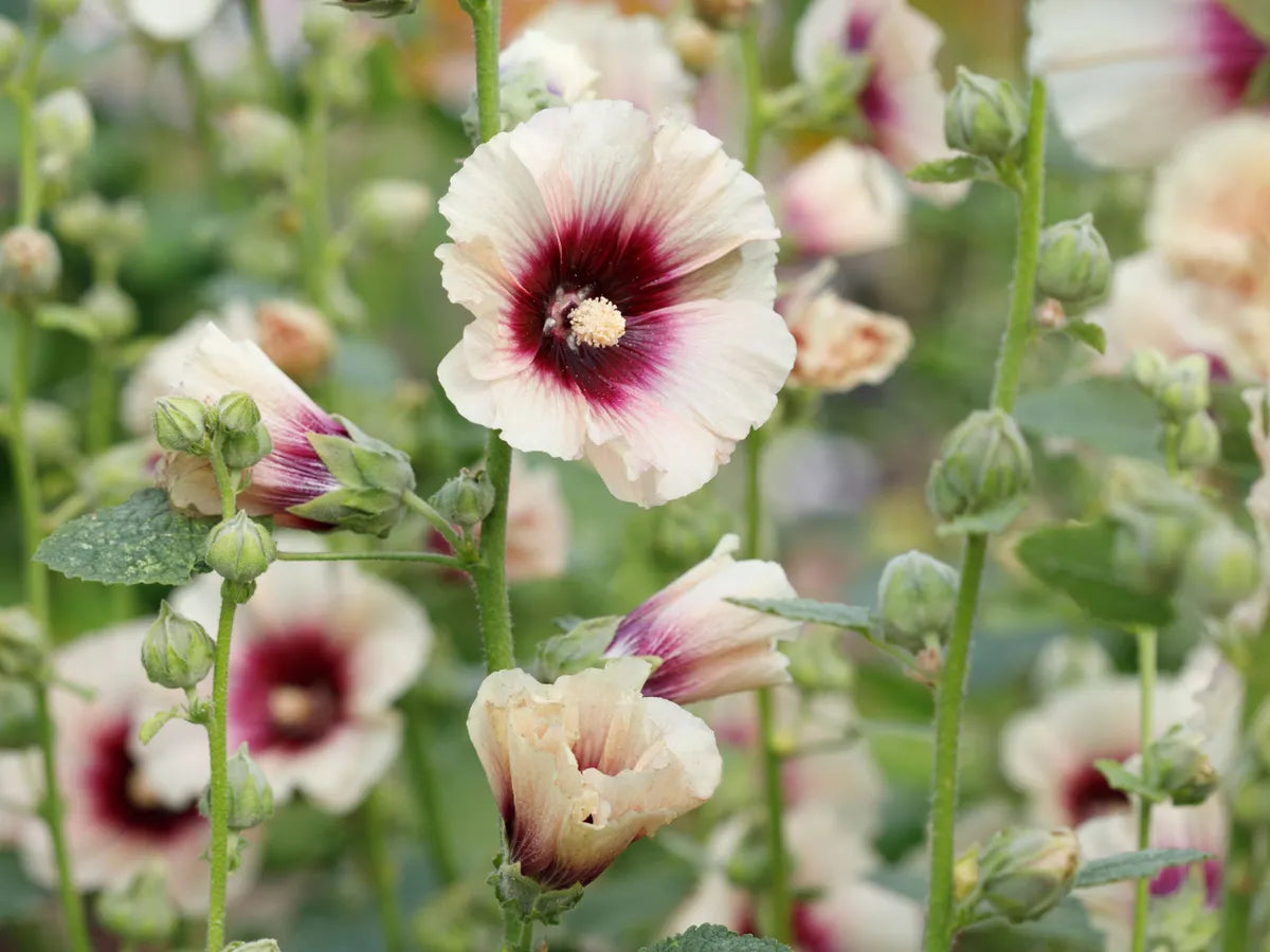 Mixed Alcea Rosea Flower seeds for Planting - Colorful Display, Heirloom & GMO Free Seeds for Home Garden