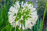 White Agapanthus Flower seeds for Planting - Cottage Garden Essential, Heirloom & GMO Free Seeds for Home Garden