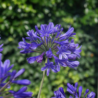 Blue Nile Agapanthus Flower seeds for Planting - Wildflower Mix, Heirloom & GMO Free Seeds for Home Garden