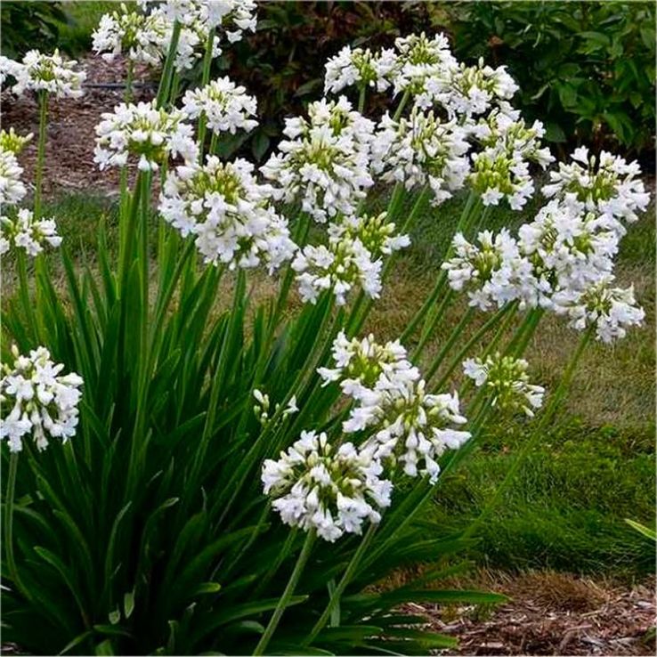 Agapanthus Flower seeds for Planting - Pollinator Friendly, Heirloom & GMO Free Seeds for Home Garden