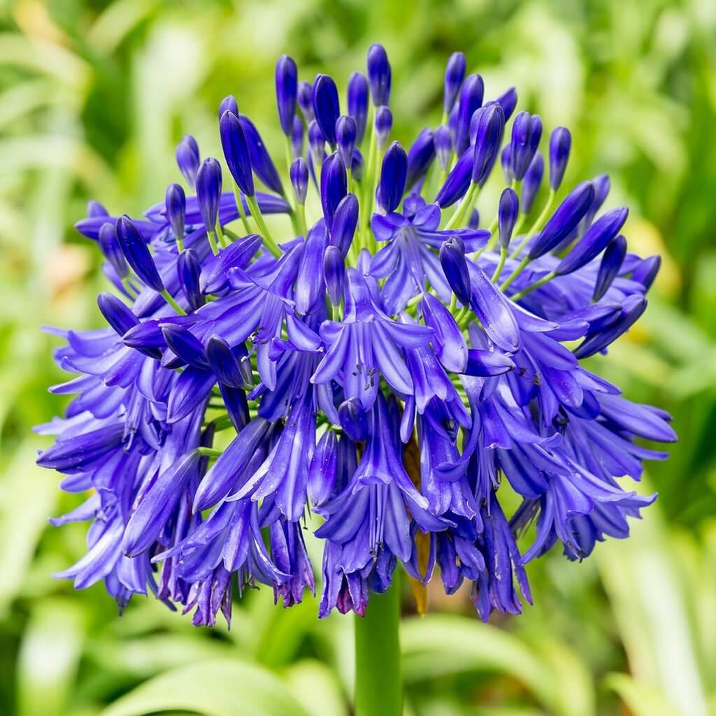 Blue Agapanthus Flower seeds for Planting Vibrant Colors Heirloom & GMO Free Seeds for Home Garden 
 
 Sale