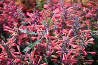 Agastache aurantiaca cana seeds for hummingbird mint garden