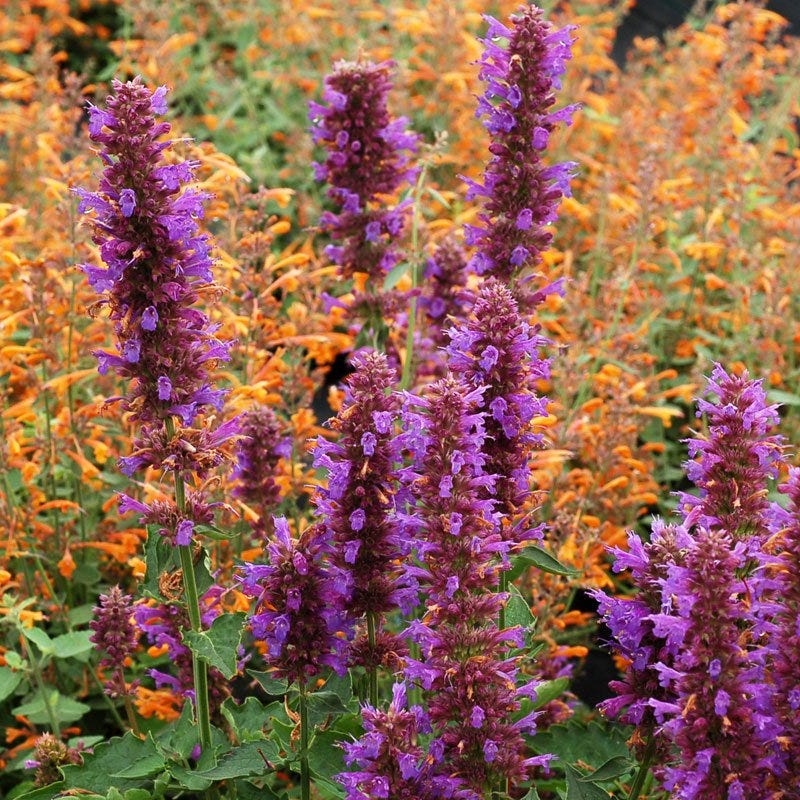 Agastache Flower seeds for Planting Compact Growth Heirloom & GMO Free Seeds for Home Garden