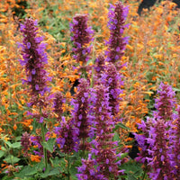 Agastache Flower seeds for Planting Compact Growth Heirloom & GMO Free Seeds for Home Garden