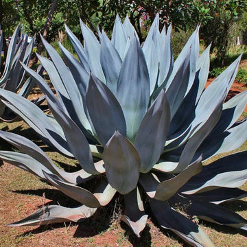 Agave Kerchovei Seeds for Planting