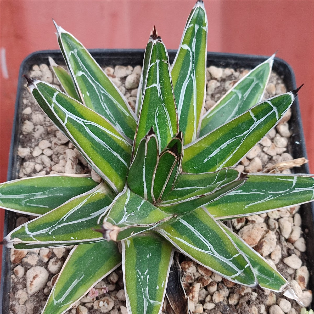 Green Victoria Agave Utahensis Flower seeds for Planting - Colorful Display, Heirloom & GMO Free Seeds for Home Garden
