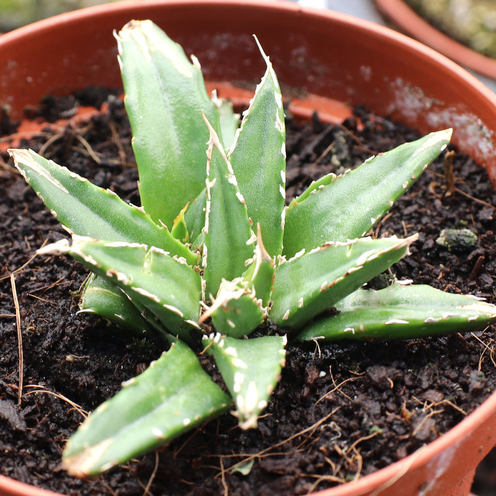 Green Victoria Agave Utahensis Flower seeds for Planting - Colorful Display, Heirloom & GMO Free Seeds for Home Garden