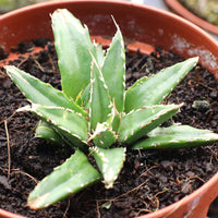 Green Victoria Agave Utahensis Flower seeds for Planting - Colorful Display, Heirloom & GMO Free Seeds for Home Garden