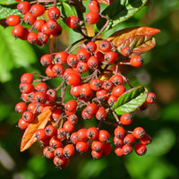Orange Firethorn Fruit Planting Seeds - Vibrant Color & Wildlife Attraction