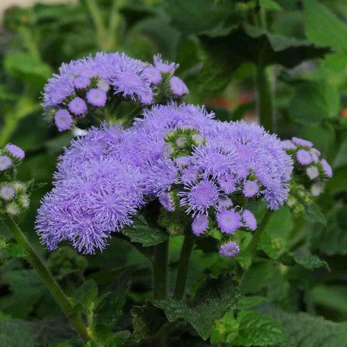 Navy Blue Maidenhair Flower Seeds for Planting Garden Favorite Heirloom & GMO Free Seeds for Home Garden
 
 Sale